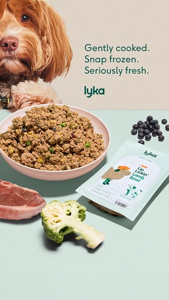 A minimalist studio shot showcasing raw dog food ingredients alongside the final product packaging and a dog.